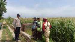 Bripka Roni Turun Langsung ke Lahan Jagung, Beri Semangat Petani Tingkatkan Produksi Bripka Roni Turun Langsung ke Lahan Jagung, Beri Semangat Petani Tingkatkan Produksi