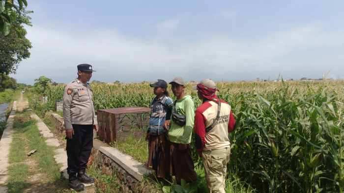 Bripka Roni Turun Langsung ke Lahan Jagung, Beri Semangat Petani Tingkatkan Produksi