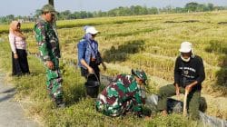 Pembinaan Lingkungan Hidup, Kodim Bojonegoro Tanam Ribuan Pohon Kayu Putih dan Balsa Pembinaan Lingkungan Hidup, Kodim Bojonegoro Tanam Ribuan Pohon Kayu Putih dan Balsa