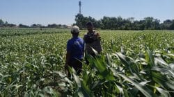 Polisi Turun ke Lahan Jagung di Tongas, Perkuat Program Ketahanan Pangan Nasional