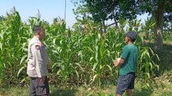Bhabinkamtibmas Wonomerto Turun ke Lahan Jagung, Pastikan Tanaman Tumbuh Optimal