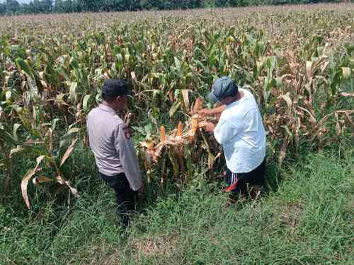 Bhabinkamtibmas Pekoren Pantau Lahan Jagung di Rembang, Kawal Asta Cita Ketahanan Pangan Bhabinkamtibmas Pekoren Pantau Lahan Jagung di Rembang, Kawal Asta Cita Ketahanan Pangan