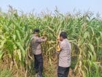 Kanit Binmas Polsek Cikupa Monitoring Tanaman Jagung Hibrida Program Ketahanan Pangan di Panongan