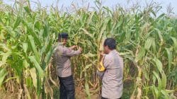 Kanit Binmas Polsek Cikupa Monitoring Tanaman Jagung Hibrida Program Ketahanan Pangan di Panongan