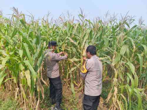 Kanit Binmas Polsek Cikupa Monitoring Tanaman Jagung Hibrida Program Ketahanan Pangan di Panongan