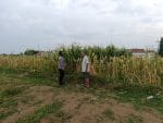 Polisi Sambangi Petani Jagung di Triwung Lor, Siap Bantu Penanganan Hama hingga Pembersihan Lahan