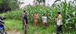 Polsek Cikupa Pantau Perkembangan Jagung Hibrida di Desa Ciakar, Tanaman Tumbuh Subur