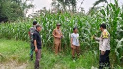 Polsek Cikupa Pantau Perkembangan Jagung Hibrida di Desa Ciakar, Tanaman Tumbuh Subur Polsek Cikupa Pantau Perkembangan Jagung Hibrida di Desa Ciakar, Tanaman Tumbuh Subur