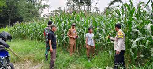 Polsek Cikupa Pantau Perkembangan Jagung Hibrida di Desa Ciakar, Tanaman Tumbuh Subur