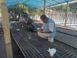 Dekat dengan Warga, Babinsa Koramil 1505-01/Tidore Bantu Petani Semai Bibit Tomat