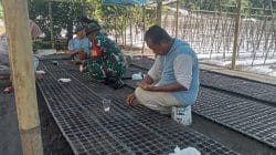 Dekat dengan Warga, Babinsa Koramil 1505-01/Tidore Bantu Petani Semai Bibit Tomat