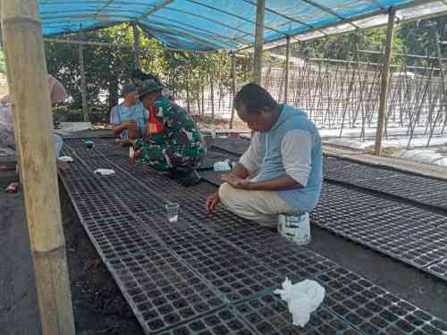 Dekat dengan Warga, Babinsa Koramil 1505-01/Tidore Bantu Petani Semai Bibit Tomat