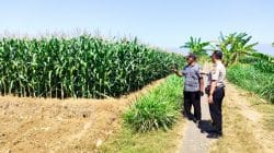 Polisi Dampingi Petani Jagung di Sumberasih, Lahan 1,3 Hektare Diproyeksikan Panen Agustus 2026