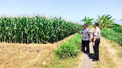 Polisi Dampingi Petani Jagung di Sumberasih, Lahan 1,3 Hektare Diproyeksikan Panen Agustus 2026 Polisi Dampingi Petani Jagung di Sumberasih, Lahan 1,3 Hektare Diproyeksikan Panen Agustus 2026