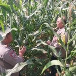 Bhabinkamtibmas Polsek Cikupa Cek Lahan Jagung Hibrida, Perkuat Program Ketahanan Pangan Nasional