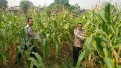 Aiptu Mukhsodin dan Bripka S. Hamdi Monitoring Tanaman Jagung Hibrida, Dukung Program 1 Desa 2 Hektare di Panongan Aiptu Mukhsodin dan Bripka S. Hamdi Monitoring Tanaman Jagung Hibrida, Dukung Program 1 Desa 2 Hektare di Panongan