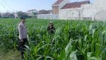 Polisi Turun ke Sawah, Petani Jagung Triwung Kidul Dapat Pendampingan Hadapi Hama Tikus