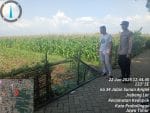 Pantau Jagung hingga Panen, Polsubsektor Kedopok Perkuat Ketahanan Pangan Nasional