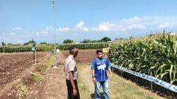 Polsek Sumberasih Monitoring Lahan Jagung 21,5 Hektare di Desa Pesisir, Dukung Ketahanan Pangan Nasional