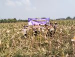 IPTU Mahdi Pantau Langsung Panen Jagung, Dukung Program Ketahanan Pangan Presiden