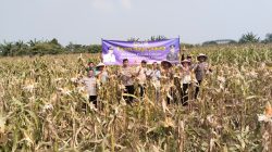 IPTU Mahdi Pantau Langsung Panen Jagung, Dukung Program Ketahanan Pangan Presiden