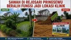 Geger! Sawah Produktif Ditimbun, Aparatur Pekon Rejosari Mengaku Tak Tahu Ada Rencana Pembangunan Klinik