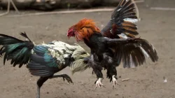 Arena Judi Sabung Ayam di Ngronggot: Bukti Lemahnya Kontrol Internal Polda Jatim