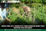 Babinsa Panca Jaya: Produktivitas Terong Diharapkan Mampu Penuhi Kebutuhan Sayur Masyarakat