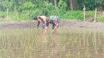 Jaga Kualitas Padi, Koptu Eka Hendarwanto Bantu Petani Bersihkan Hama Keong Dan Gulma Sawah