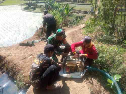 Antisipasi Kekeringan, Babinsa Sidomulyo Sertu Krida Dwi Bantu Pengairan Sawah Gunakan Pompa Air Antisipasi Kekeringan, Babinsa Sidomulyo Sertu Krida Dwi Bantu Pengairan Sawah Gunakan Pompa Air