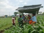 Optimalkan Hasil Panen, Serma Yuda Indra Gelar Komsos Budidaya Jagung Bersama Poktan Margo Utomo