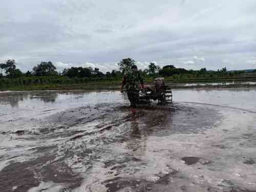 Perrcepat Masa Tanam, Babinsa Sumberingin Kopda Nizar Dampingi Petani Membajak Sawah