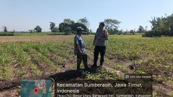 Polsek Sumberasih Dampingi Petani Jagung, Perkuat Ketahanan Pangan di Probolinggo