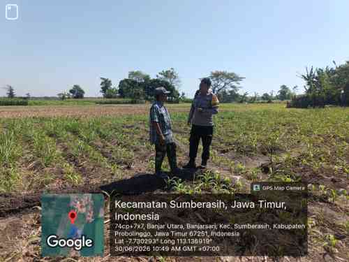 Polsek Sumberasih Dampingi Petani Jagung, Perkuat Ketahanan Pangan di Probolinggo