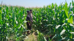 Polsek Tongas Dampingi Ponpes Kembangkan Lahan Jagung, Dukung Ketahanan Pangan Nasional