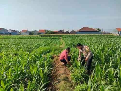 Patroli Polsubsektor Kanigaran Sambangi Petani Jagung, Pastikan Keamanan dan Dukung Ketahanan Pangan Patroli Polsubsektor Kanigaran Sambangi Petani Jagung, Pastikan Keamanan dan Dukung Ketahanan Pangan