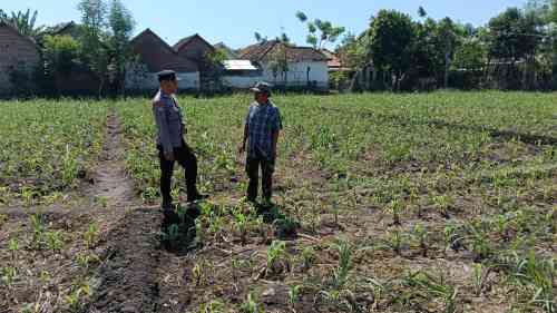 Polsek Sumberasih Dampingi Petani Rawat Lahan Jagung 9 Hektare, Perkuat Ketahanan Pangan Nasional