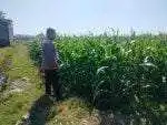 Polsubsektor Kanigaran Dampingi Petani Jagung, Perkuat Ketahanan Pangan dan Jaga Kamtibmas