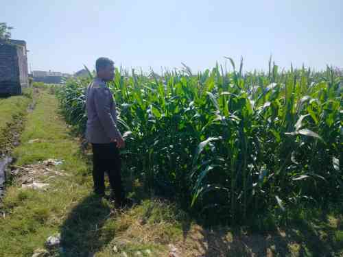 Polsubsektor Kanigaran Dampingi Petani Jagung, Perkuat Ketahanan Pangan dan Jaga Kamtibmas