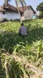 Polsek Jatiroto Intensif Pantau Lahan Jagung, Perkuat Program Ketahanan Pangan Nasional