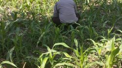 Polsek Jatiroto Intensif Pantau Lahan Jagung, Perkuat Program Ketahanan Pangan Nasional Polsek Jatiroto Intensif Pantau Lahan Jagung, Perkuat Program Ketahanan Pangan Nasional