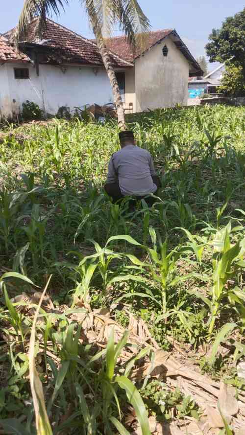 Polsek Jatiroto Intensif Pantau Lahan Jagung, Perkuat Program Ketahanan Pangan Nasional