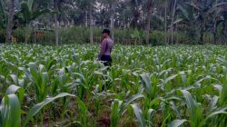Wujudkan Swasembada Pangan, Polsek Klakah Kawal Program Asta Cita Presiden