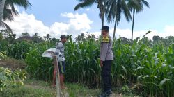 Dukung Asta Cita Presiden, Kapolsek Candipuro Tinjau Pertumbuhan Jagung Advanta di Sumberrejo