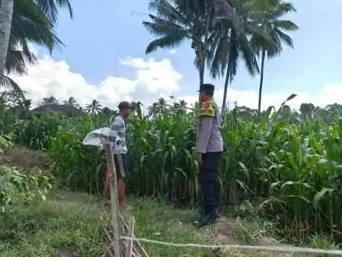 Dukung Asta Cita Presiden, Kapolsek Candipuro Tinjau Pertumbuhan Jagung Advanta di Sumberrejo