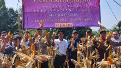 Wakapolsek Cikupa Hadiri Panen Jagung Kuartal II Program 1 Desa 2 Hektare, Dukung Ketahanan Pangan Nasional