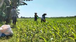 Gerak Nyata Polri, Polsek Sumberasih Perkuat Ketahanan Pangan Lewat Pendampingan Petani
