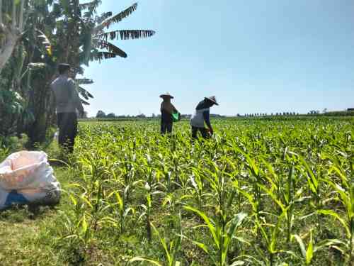 Gerak Nyata Polri, Polsek Sumberasih Perkuat Ketahanan Pangan Lewat Pendampingan Petani Gerak Nyata Polri, Polsek Sumberasih Perkuat Ketahanan Pangan Lewat Pendampingan Petani