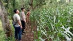 Polsek Tongas Perkuat Ketahanan Pangan Lewat Pendampingan Intensif Petani Jagung