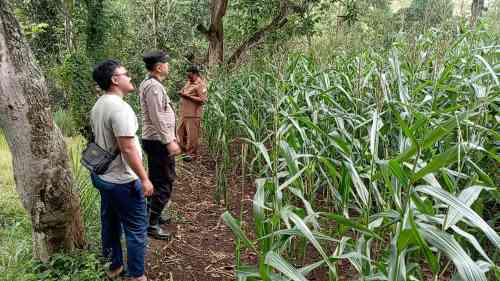 Polsek Tongas Perkuat Ketahanan Pangan Lewat Pendampingan Intensif Petani Jagung Polsek Tongas Perkuat Ketahanan Pangan Lewat Pendampingan Intensif Petani Jagung